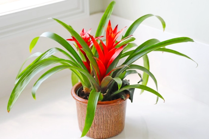 how to care for a bromeliad