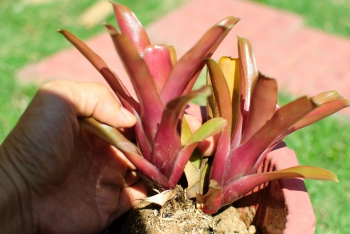 bromeliad care