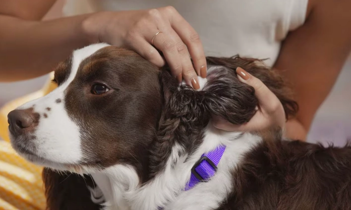 how to clean dog ears