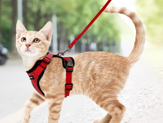 cat leash toy