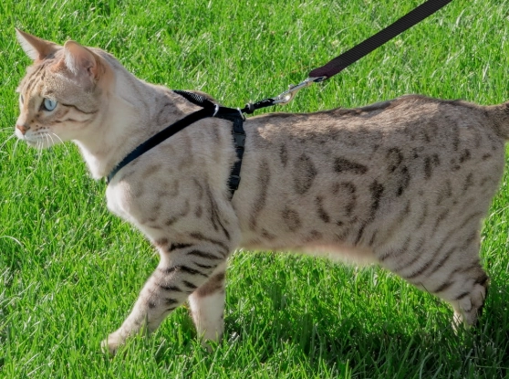 cat leash toy