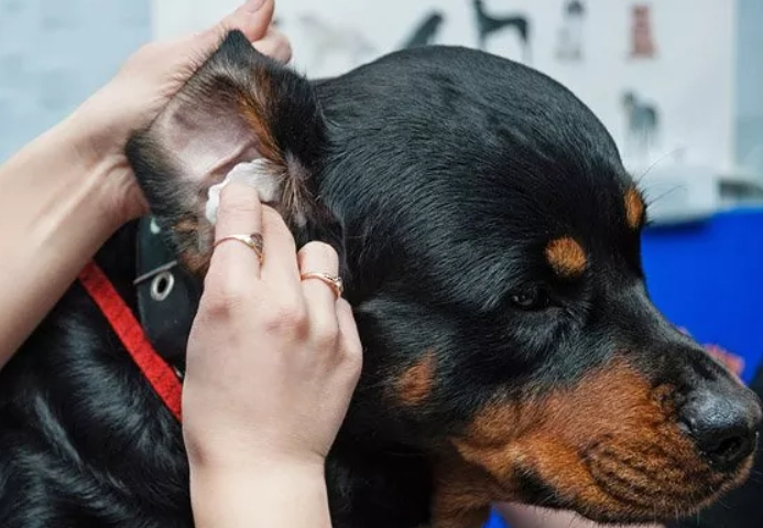 dog ear infection home remedy