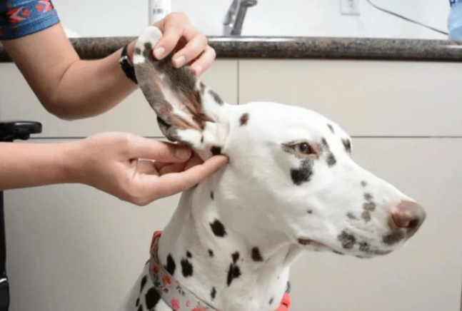 dog ear infection home remedy