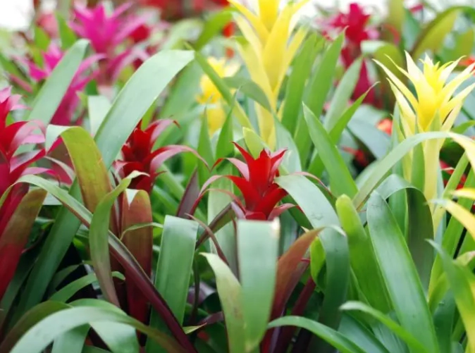 cat safe bromeliads