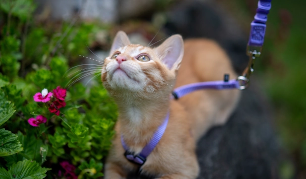 cat on a leash training