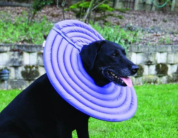 dog cone alternatives dog cone alternatives