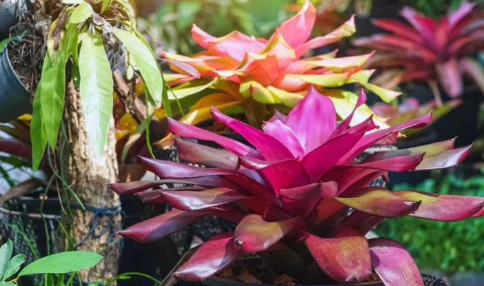 Bromeliad care