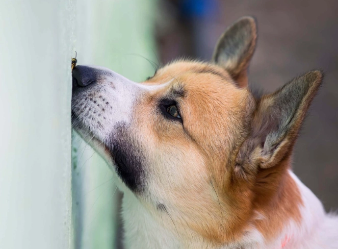 dog stung by bee
