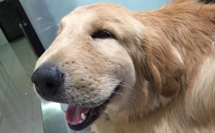 dog bee sting recovery time