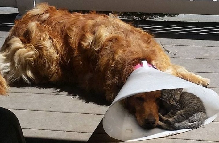 can dogs sleep with a neck cone