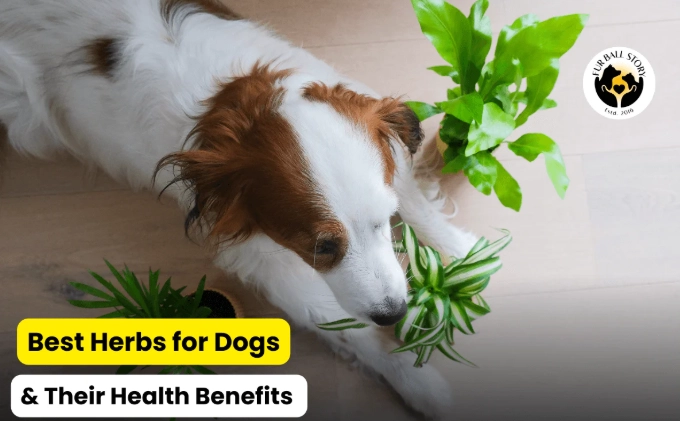 safe herbs for dogs safe herbs for dogs
