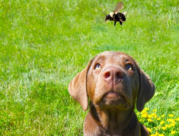 dog stung by bee