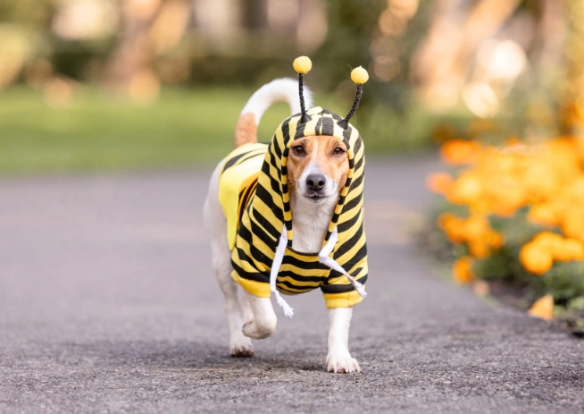 dog bee sting recovery time