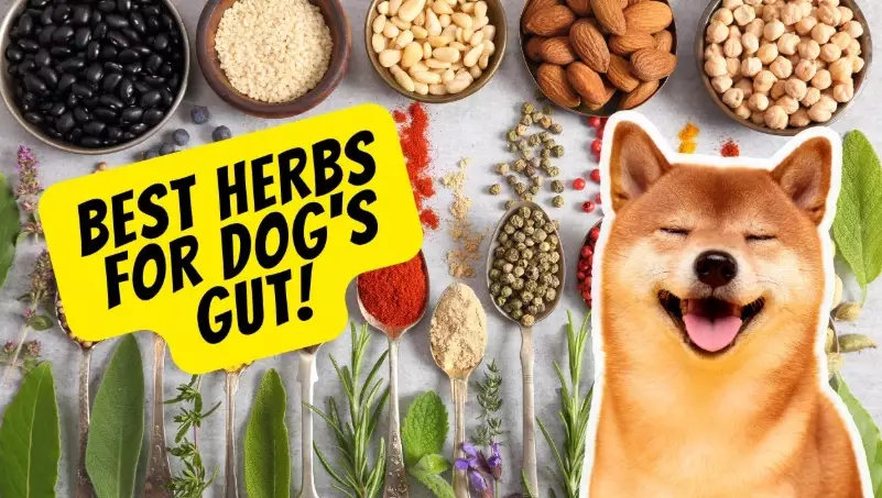 dog herbal remedies dog herbal remedies
