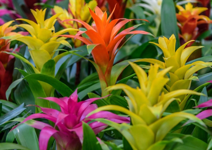 bromeliad plant care