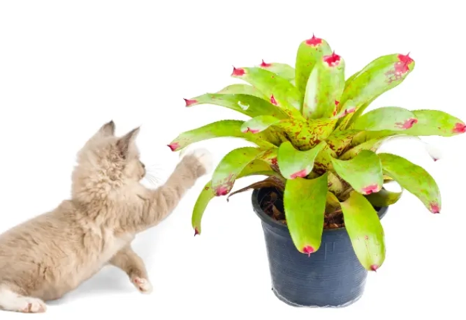 is guzmania safe for cats
