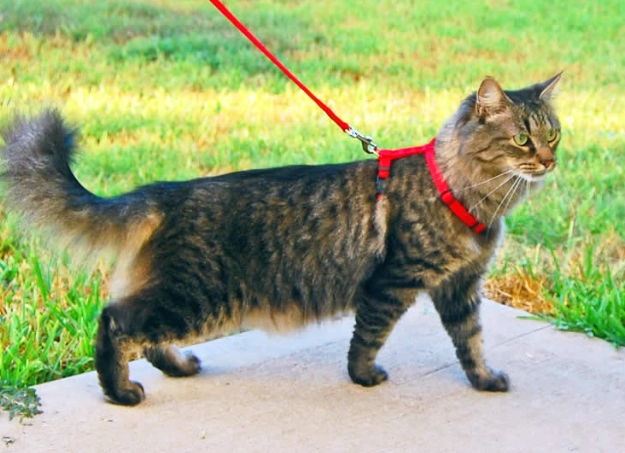 cat on a leash training