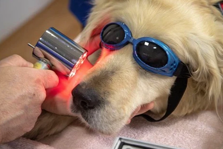 dog paw peroxide safe