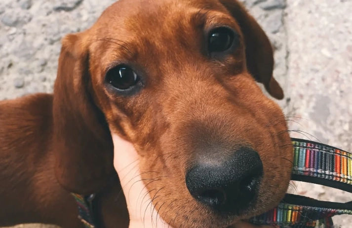 dog stung by bee in mouth