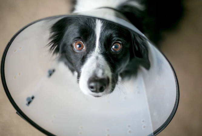 dog cone alternatives dog cone alternatives