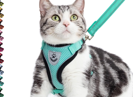 cat leash toy
