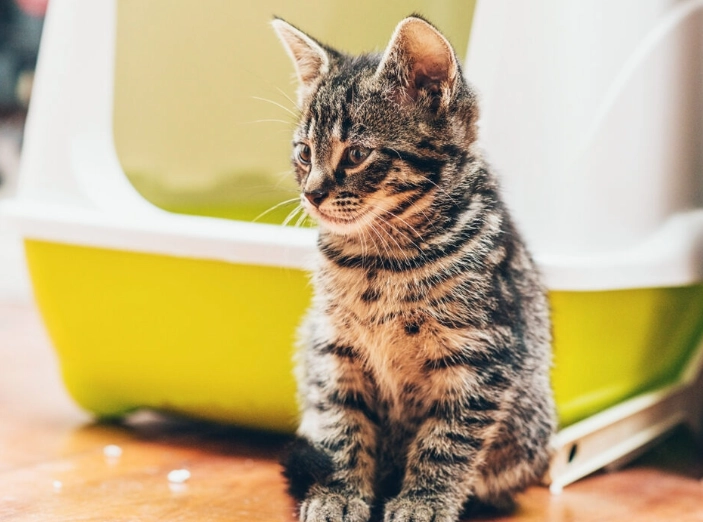 cat urine health risks cat urine health risks