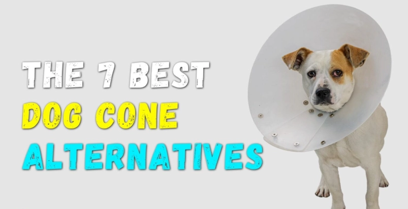 dog cone alternatives dog cone alternatives