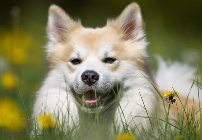 dog allergic reaction bee sting