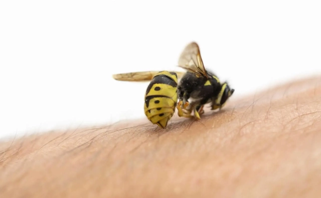 bee sting in dog's mouth treatment