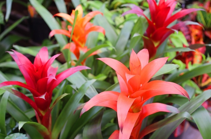 cat safe bromeliads