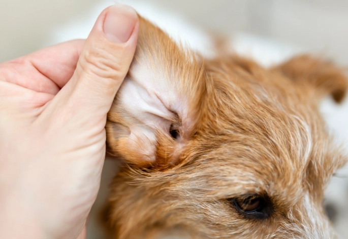peroxide on dogs ears