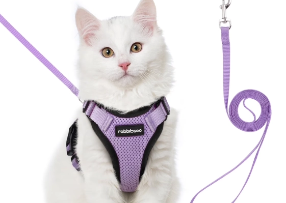best cat harness and leash