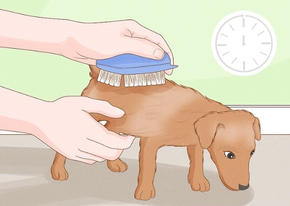 stop dog mounting stop dog mounting