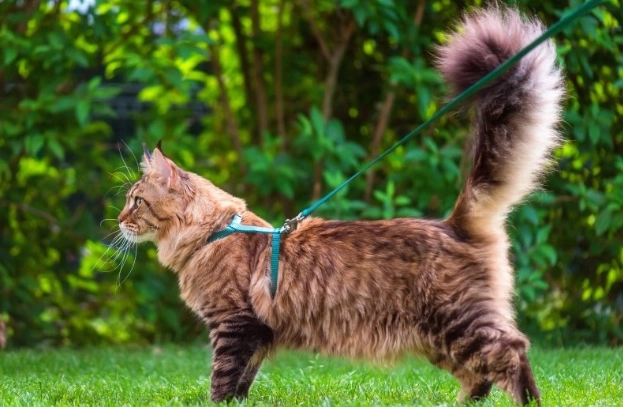 cat on a leash training