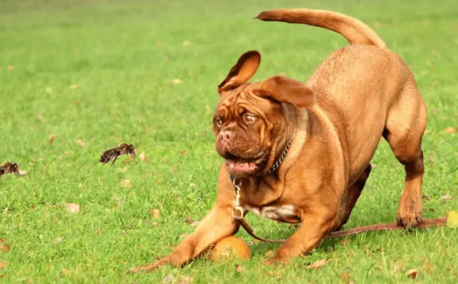 dog stung by bee in mouth