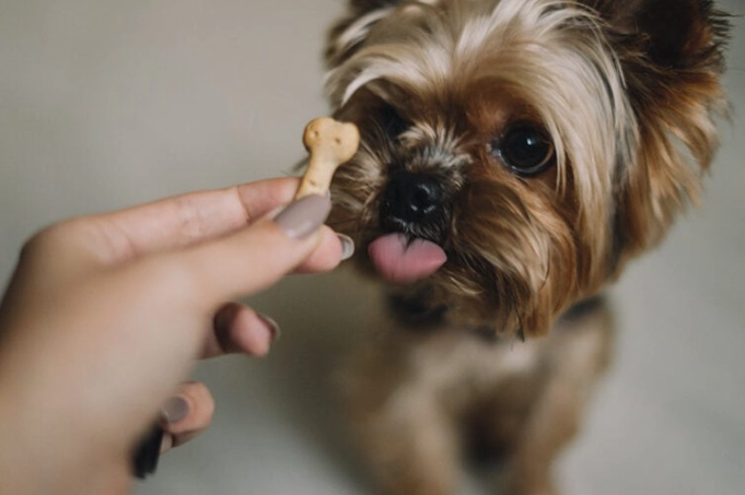 what are high value dog treats