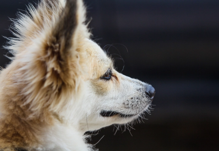 how to clean dog ears