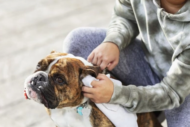 how to clean dog ears