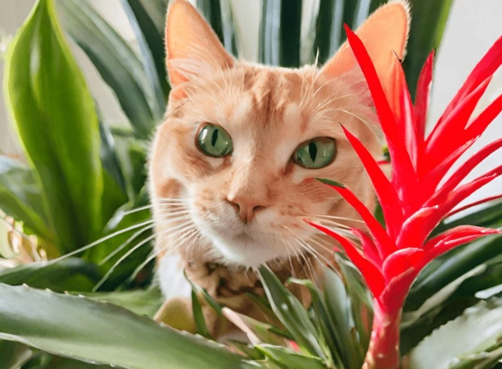 Bromeliad guzmania toxic to cats