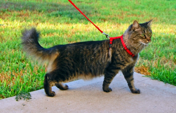 best cat harness and leash