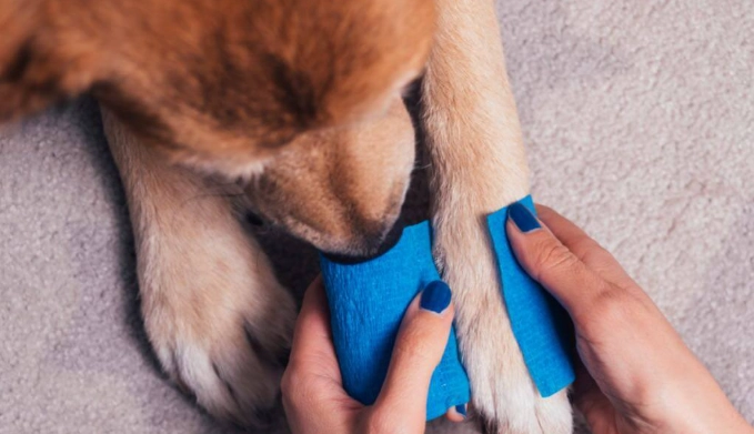 dog paw peroxide safe