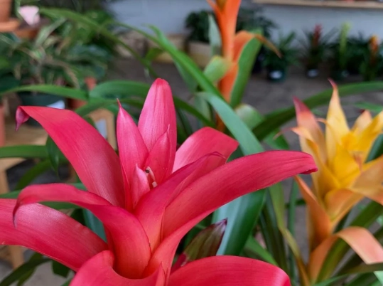 is guzmania safe for cats