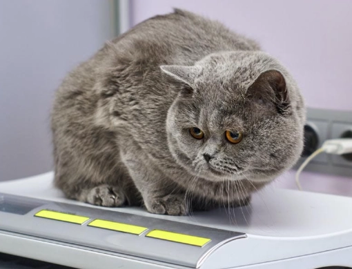 healthy weight for male cat