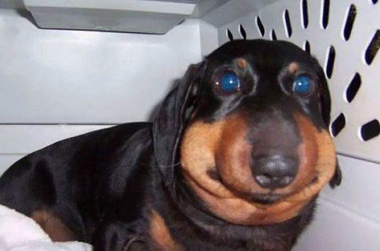 dog bee sting treatment dog bee sting treatment