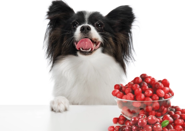 is cranberry juice safe for cats