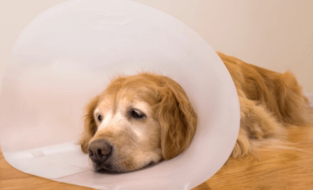 dog cone collar