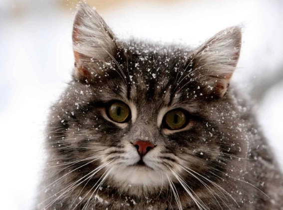 cat weight chart by age