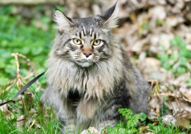 male cat average weight