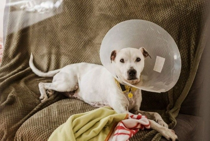 dog cone collar