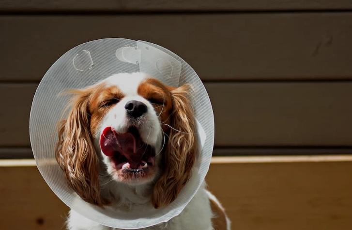 Elizabethan collar for dogs